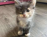 Кошки в других городах Московской области: Пушистая подружка Девочка, 15 000 руб. - фото 2