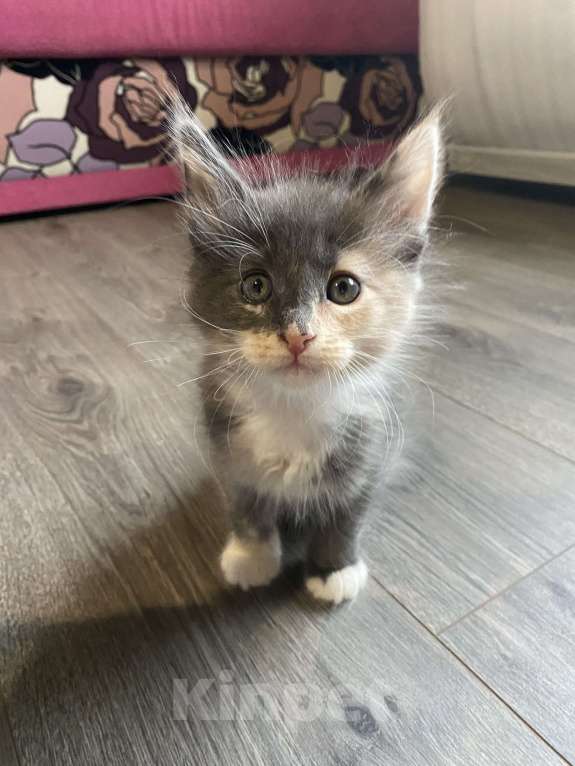 Кошки в других городах Московской области: Пушистая подружка Девочка, 15 000 руб. - фото 2