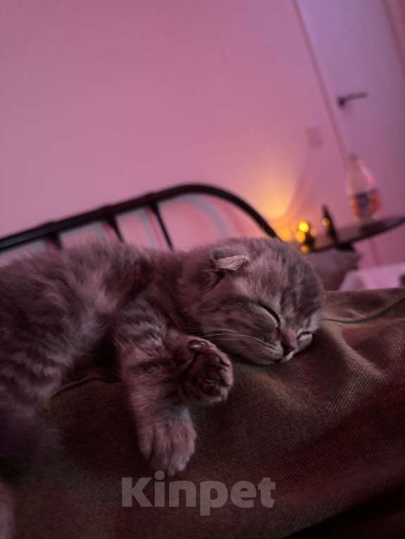 Кошки в других городах Московской области: Котёнок Вислоухий Шотландец Мальчик, 15 000 руб. - фото 3