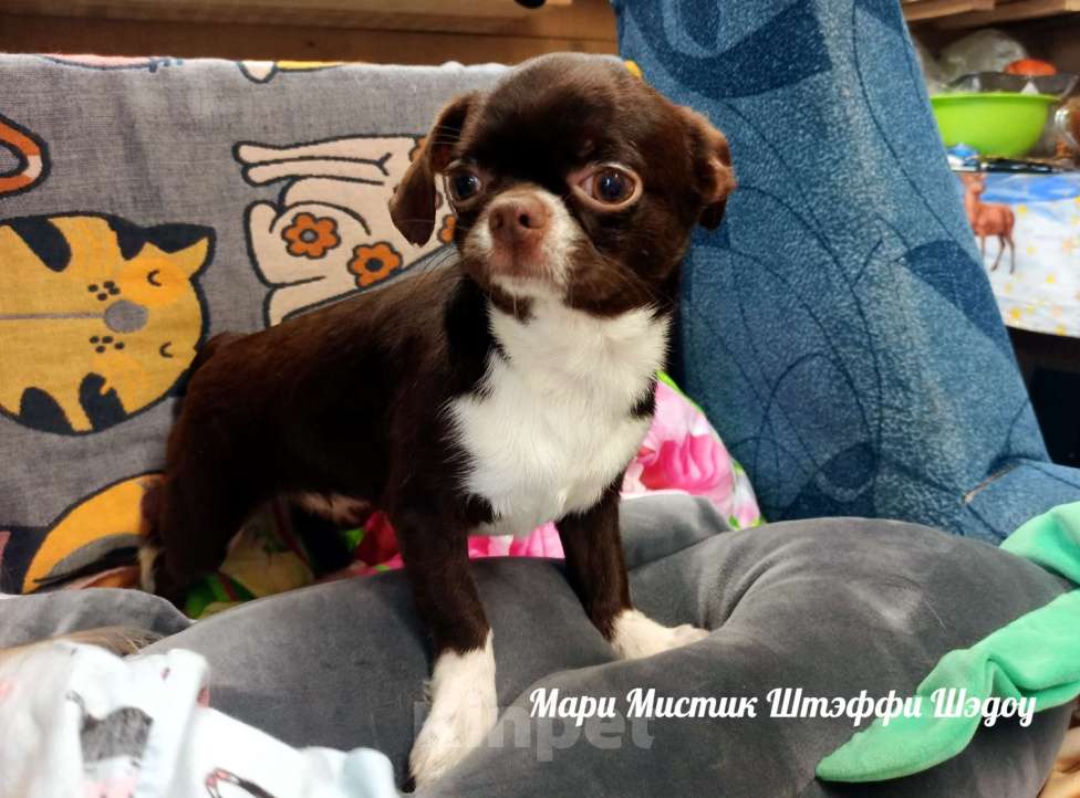 Собаки в Санкт-Петербурге: Чихуахуа Штэффи Шэдоу окрас шоколадный с белым Девочка, 50 000 руб. - фото 7