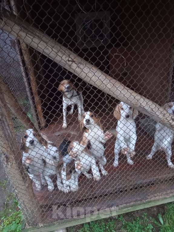 Собаки в других городах Тверской области: Продам щенков Эстонской гончей от рабочих родителей  Мальчик, 10 000 руб. - фото 1