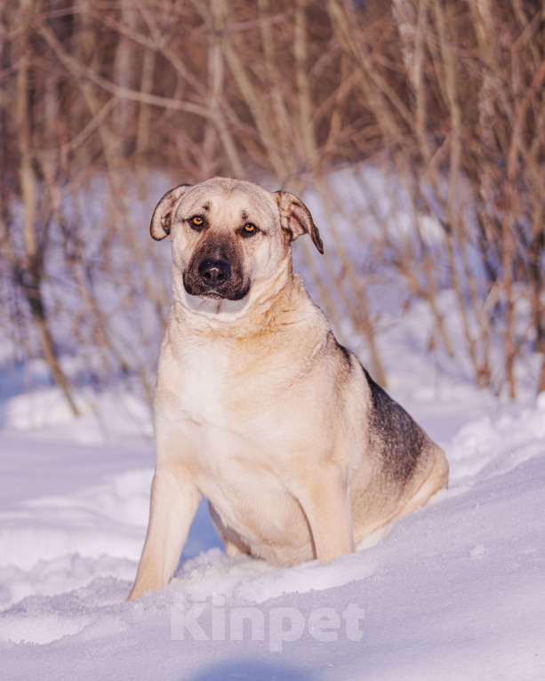 Собаки в других городах Московской области: Два веселых брата в поиске дома и любящих хозяев Мальчик, Бесплатно - фото 5