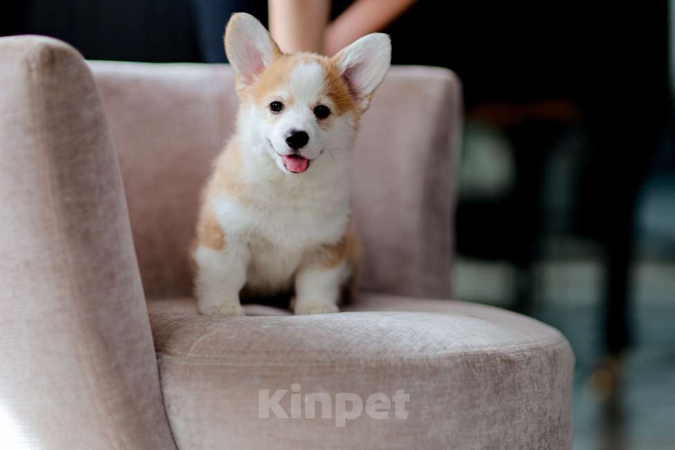 Собаки в Москве: вельш корги пемброк щенок Девочка, 80 000 руб. - фото 1