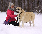Собаки в Видном: Алабайка Китнисс, 2 года Девочка, Бесплатно - фото 5