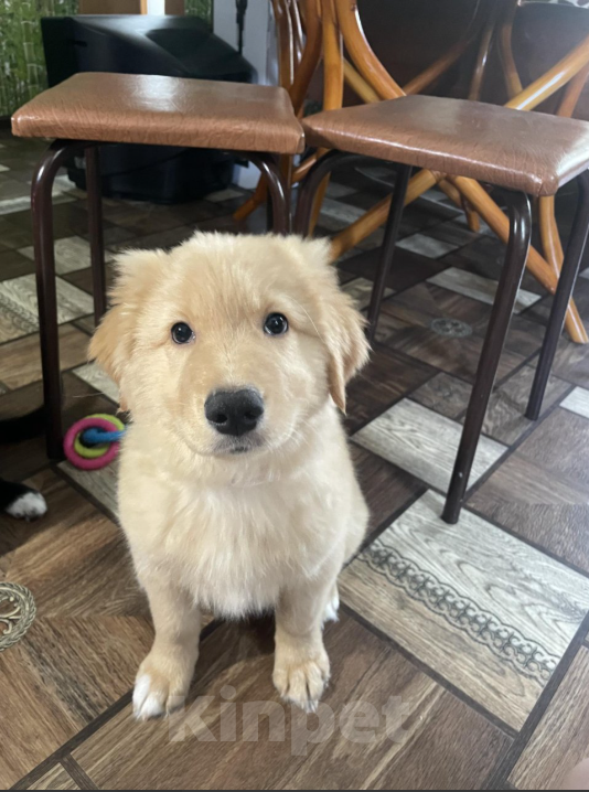 Собаки в Тольятти: Щенок в добрые руки Девочка, Бесплатно - фото 2