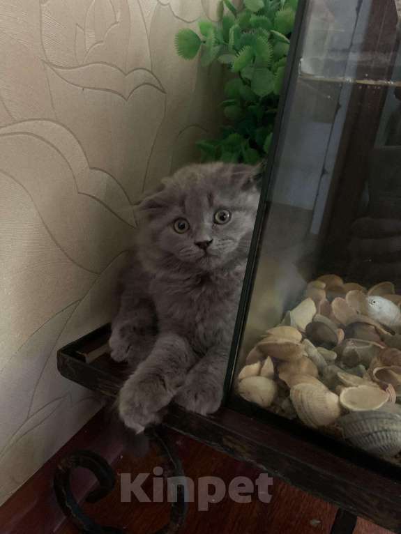 Кошки в Нытве: Котёнок, 6 500 руб. - фото 1