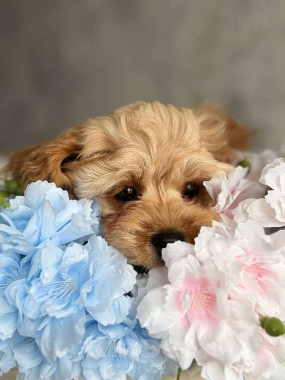 Собаки в Москве: Кавапу щенок Девочка, Бесплатно - фото 1