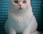 Кошки в Магнитогорске: Olympia Marshmallow  Девочка, 3 000 руб. - фото 1