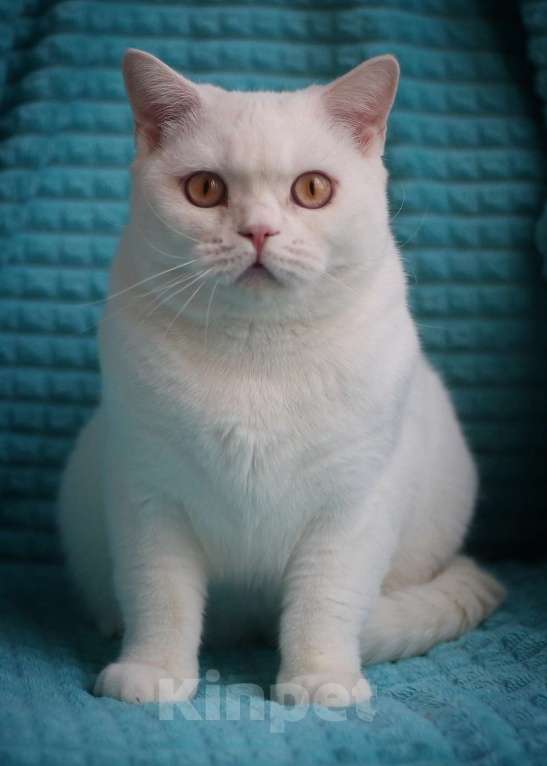 Кошки в Магнитогорске: Olympia Marshmallow  Девочка, 3 000 руб. - фото 1
