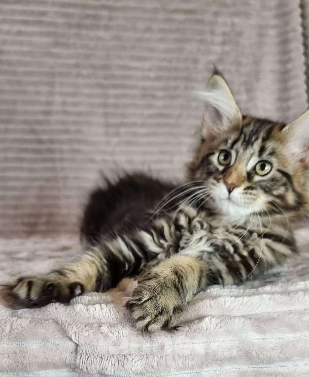 Кошки в Москве: Девочка мраморного окраса Девочка, 60 000 руб. - фото 5