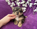 Собаки в Москве: Йорк с голубыми глазами крупный мальчик мерле Мальчик, 60 000 руб. - фото 4