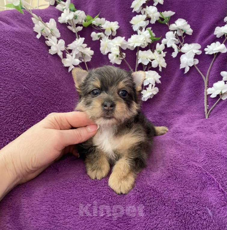 Собаки в Москве: Йорк с голубыми глазами крупный мальчик мерле Мальчик, 60 000 руб. - фото 4