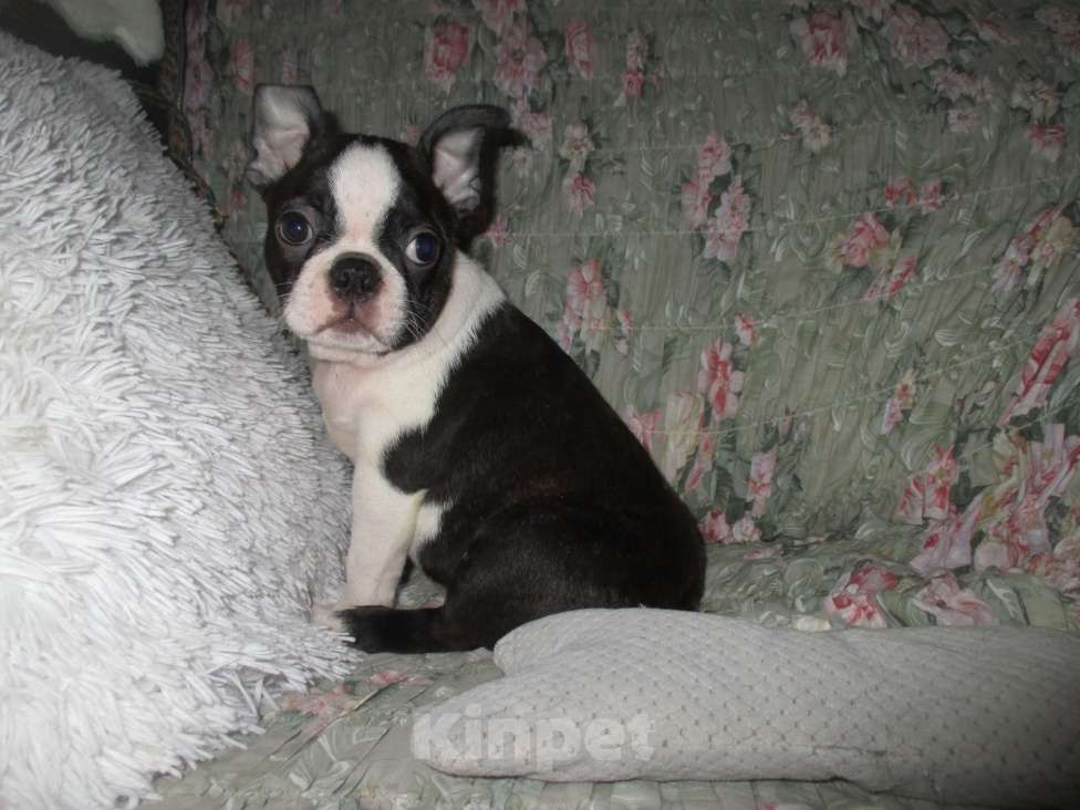 Собаки в Пскове: Мальчик бостон терьер Мальчик, 50 000 руб. - фото 5