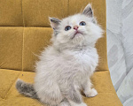 Кошки в Москве: Девочка Рэгдолл Девочка, 47 000 руб. - фото 3