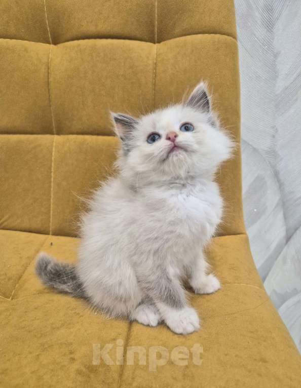 Кошки в Москве: Девочка Рэгдолл Девочка, 47 000 руб. - фото 3