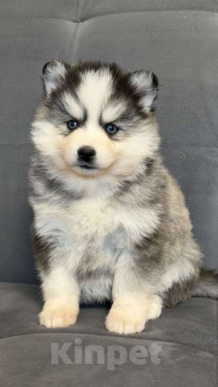 Собаки в Санкт-Петербурге: Девочка помски Девочка, 80 000 руб. - фото 4