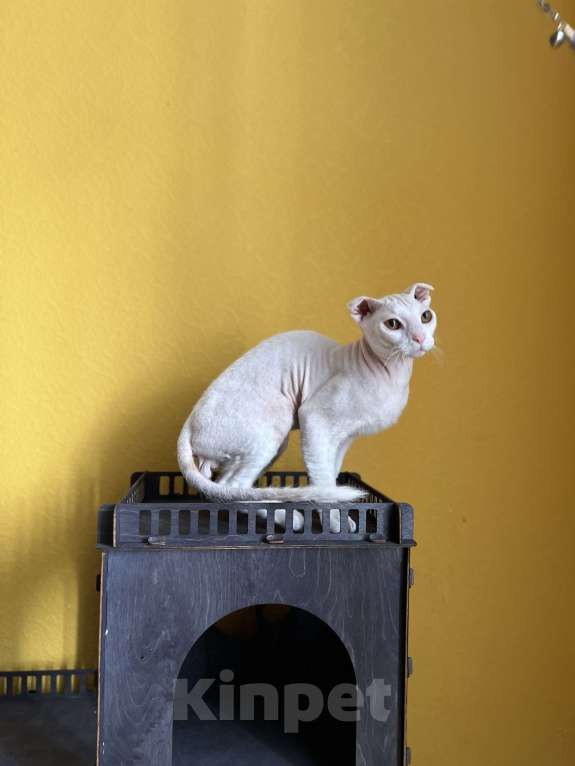 Кошки в Москве: Украинский левкой чистопродный. Документы Мальчик, Бесплатно - фото 9