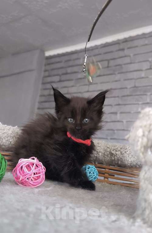 Кошки в Кемерово: Девочка Мейн-кун Девочка, 15 000 руб. - фото 3