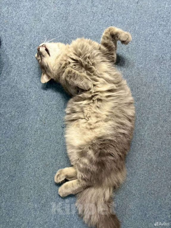 Кошки в Санкт-Петербурге: Молодой котик в добрые руки Мальчик, Бесплатно - фото 6