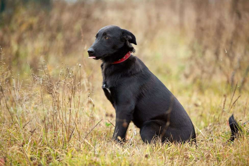 Собаки в Москве: Сури Девочка, Бесплатно - фото 2