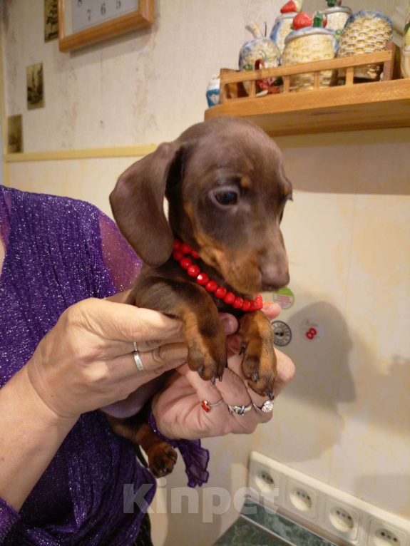 Собаки в Москве: Девочка 1700гр Девочка, 70 000 руб. - фото 2