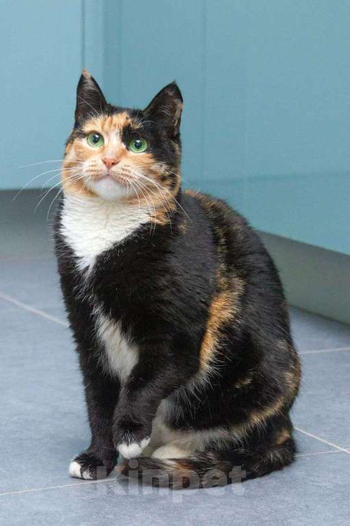 Кошки в Москве: Кошка Буся подарит вам спокойствие и любовь Девочка, Бесплатно - фото 2