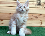 Кошки в Санкт-Петербурге: Котик красный мрамор на серебре Мальчик, 40 000 руб. - фото 1
