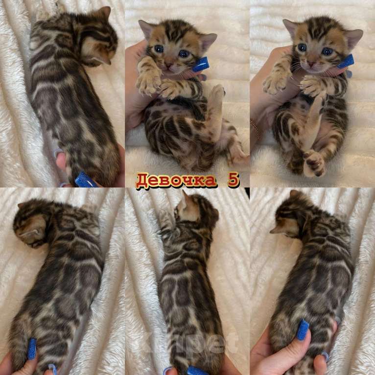 Кошки в Новосибирске: Бенгальские котята с документами Разнополые, 65 000 руб. - фото 4