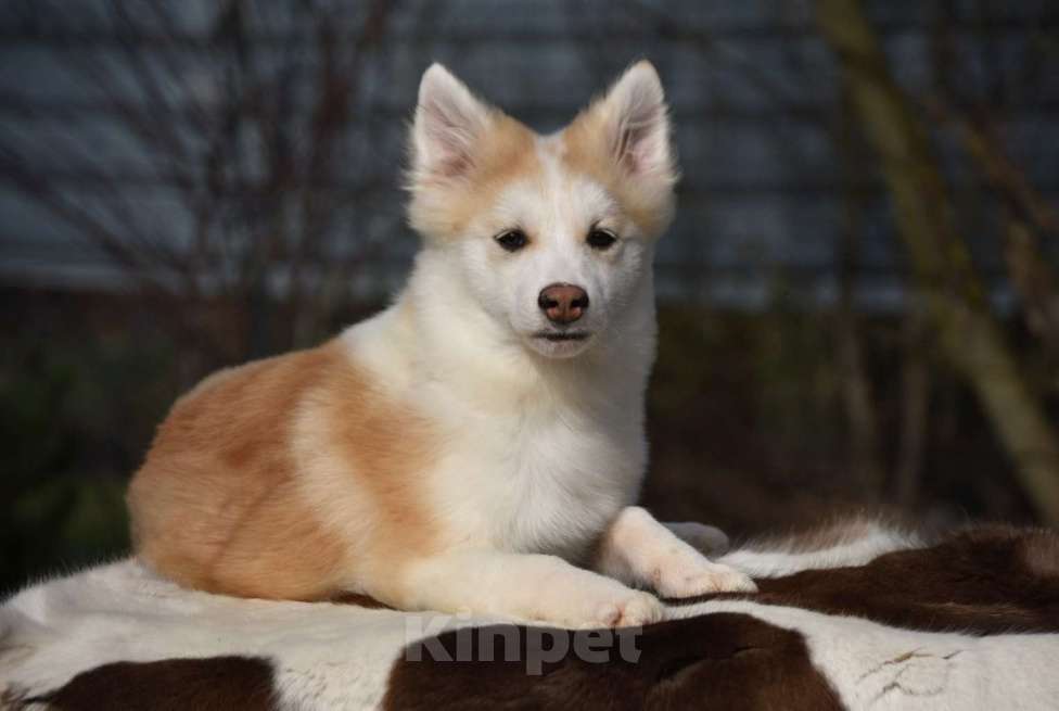 Собаки в Москве: Ненецкая оленегонная лайка, кобель Жгучий перчик. Мальчик, 60 000 руб. - фото 3