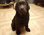Собаки в Санкт-Петербурге: Щенок лабрадора коричневый здоровый  Девочка, Бесплатно - фото 5