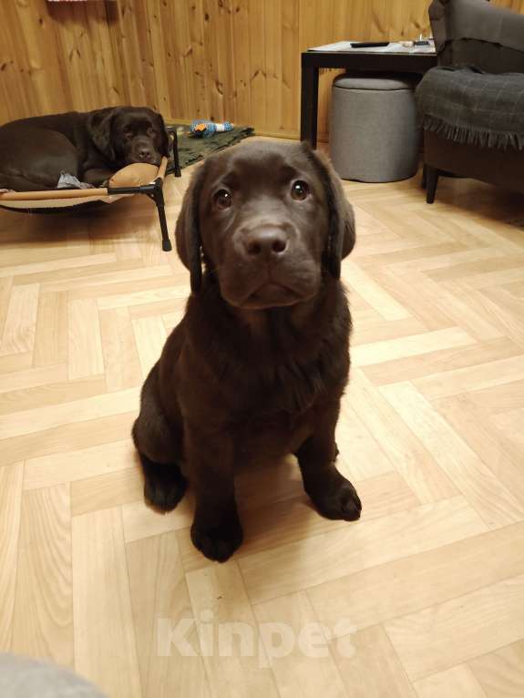 Собаки в Санкт-Петербурге: Щенок лабрадора коричневый здоровый  Девочка, Бесплатно - фото 5