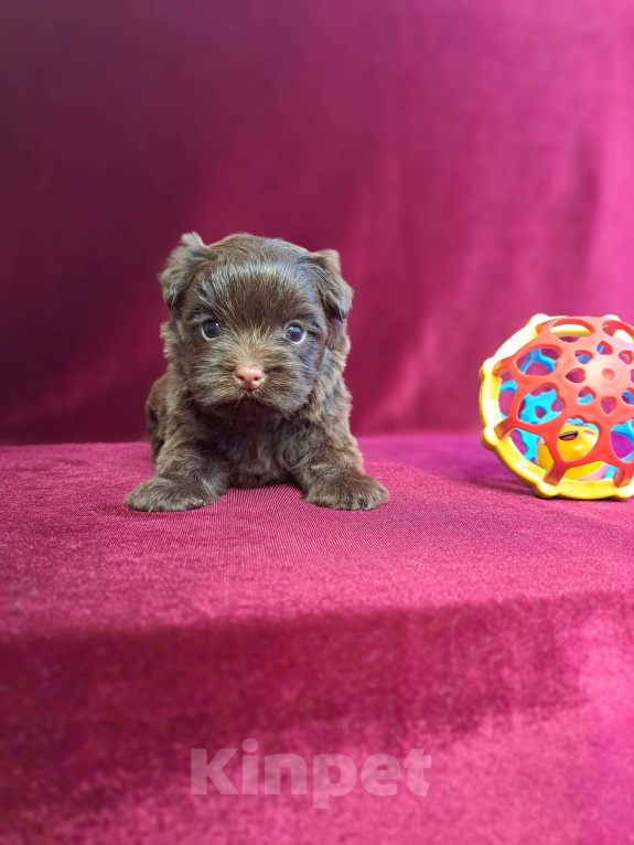 Собаки в Санкт-Петербурге: Шоколадный йорк девочка без подпала Девочка, 110 000 руб. - фото 1