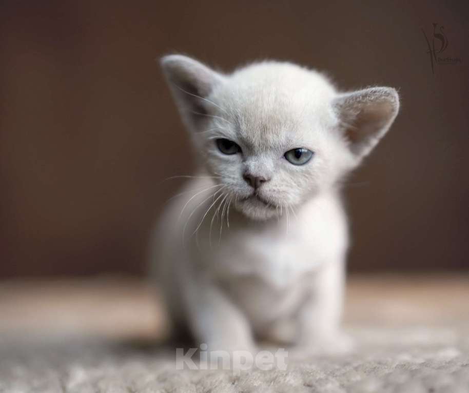 Кошки в Москве: Европейская Бурма лиловая Девочка Девочка, 100 000 руб. - фото 3