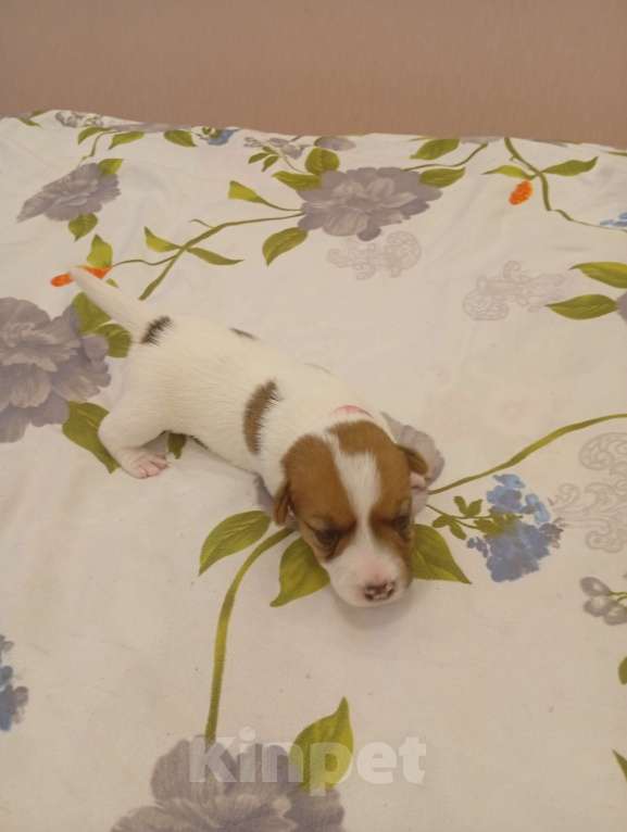 Собаки в Дмитрове: Девочка Девочка, 30 000 руб. - фото 1