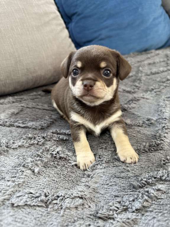 Собаки в других городах Московской области: Мальчик чихуахуа Генрих Мальчик, 60 000 руб. - фото 4