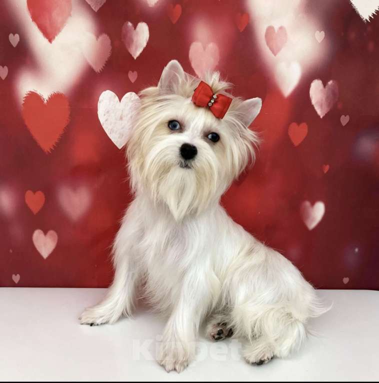 Собаки в Москве: Белый йорк с синими глазами девочка подрощенная Девочка, 100 000 руб. - фото 10