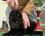 Собаки в Кургане: Щенок немецкой овчарки длинношерстной Девочка, 40 000 руб. - фото 2