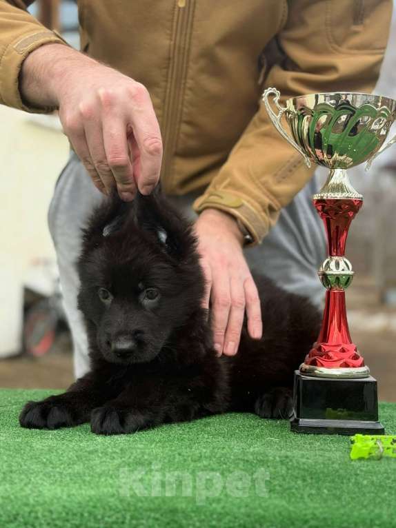Собаки в Кургане: Щенок немецкой овчарки длинношерстной Девочка, 40 000 руб. - фото 2