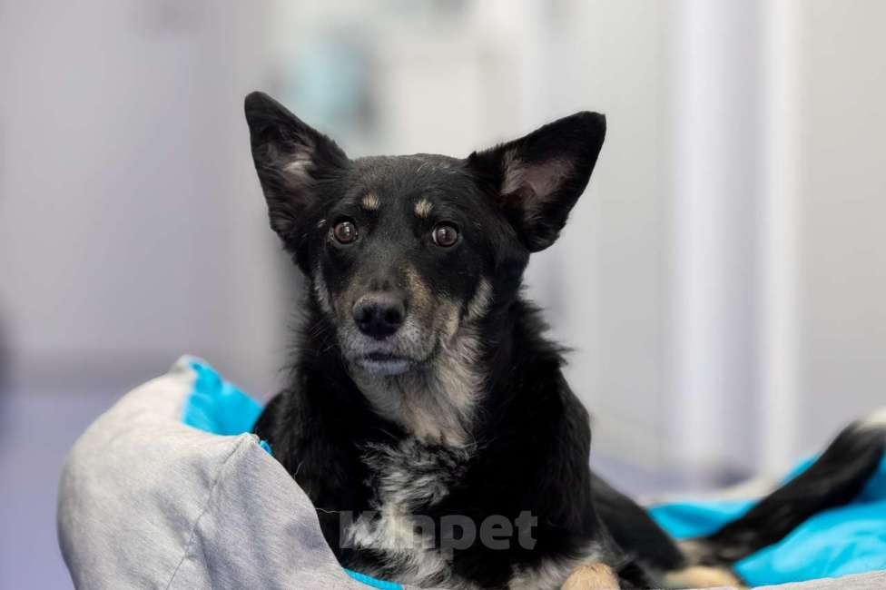 Собаки в Москве: пес Гек Мальчик, Бесплатно - фото 5