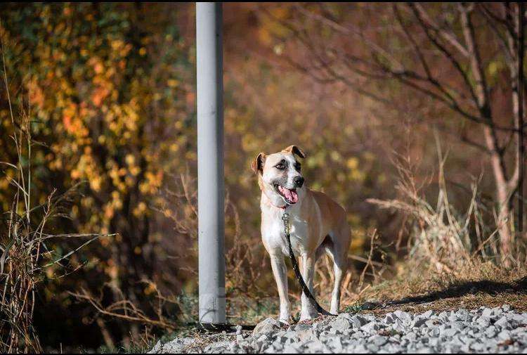 Собаки в других городах Краснодарского края: Джина из приюта Поводог Сочи Девочка, Бесплатно - фото 2