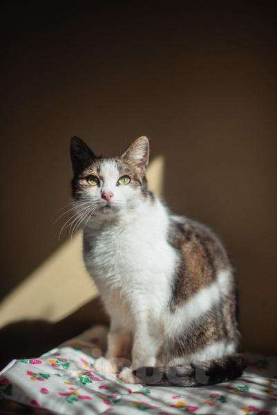 Кошки в Москве: Очаровательная Ария ищет дом.  Девочка, Бесплатно - фото 1