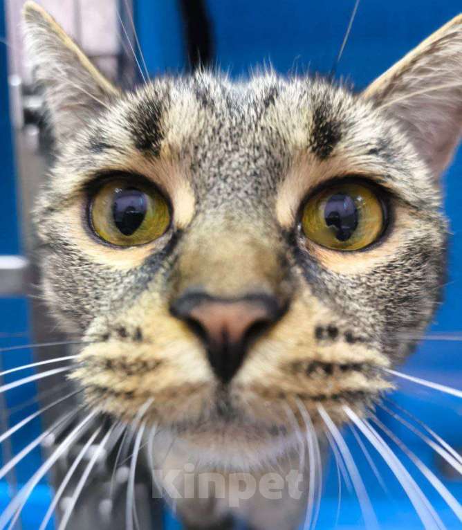 Кошки в Москве: Кошечка в добрые руки Девочка, Бесплатно - фото 4