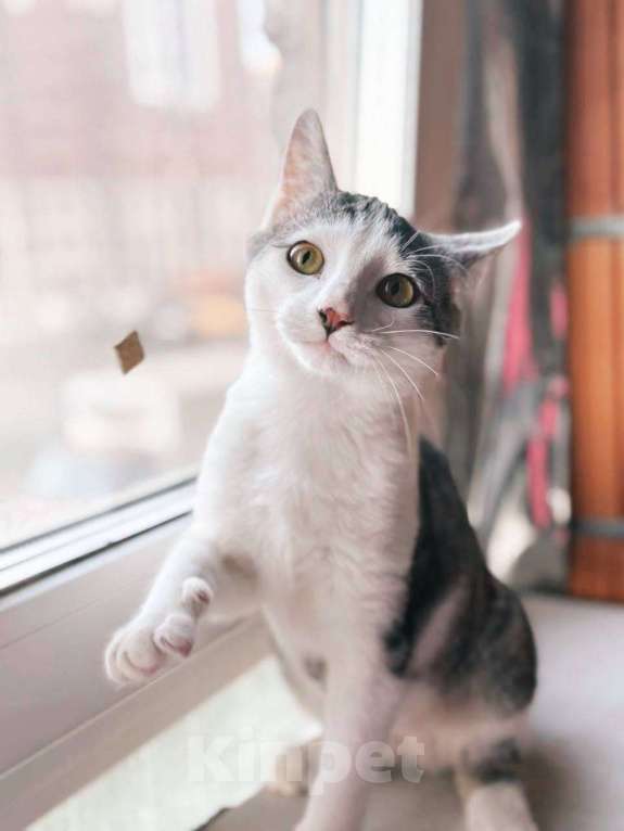 Кошки в Балашихе: Сочник Мальчик, Бесплатно - фото 6