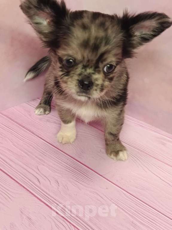 Собаки в других городах Московской области: Джуно Мальчик, 45 000 руб. - фото 3