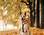 Собаки в Москве: Красавец Рик ищет домом Мальчик, Бесплатно - фото 4