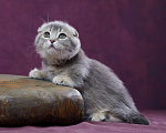 Кошки в Барнауле: Котик Юпитер💎 Мальчик, Бесплатно - фото 5