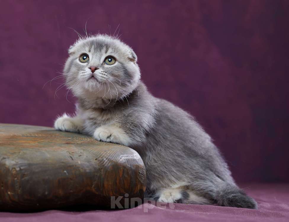 Кошки в Барнауле: Котик Юпитер💎 Мальчик, Бесплатно - фото 5