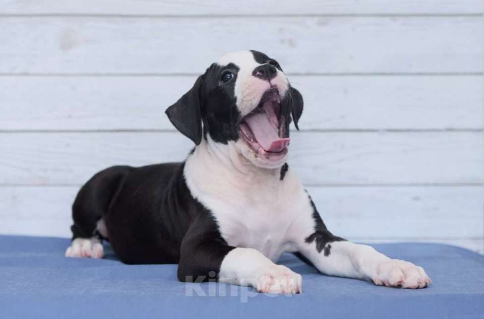 Собаки в Санкт-Петербурге: Мощная и крутая девочка амстаффа Девочка, 1 руб. - фото 3
