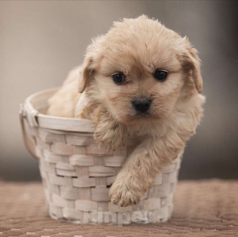 Собаки в Москве: Кавапушки весёлые собачки Мальчик, Бесплатно - фото 1