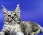 Кошки в Москве: Котенок мейн кун Девочка, Бесплатно - фото 5